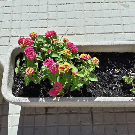 Butterfly Πανσιόν Αλγκέρο